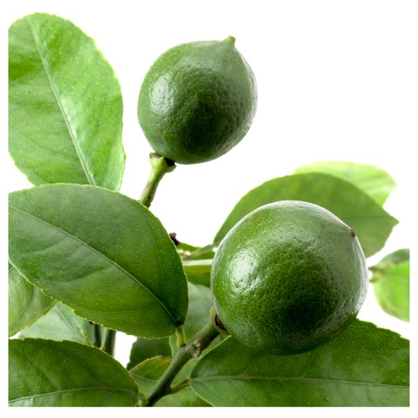 Растение в горшке CITRUS, лимон, различные растения (15 см) - фото 3