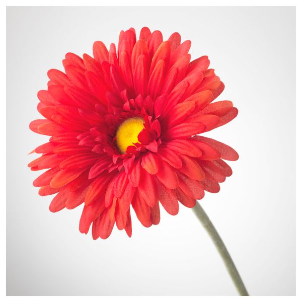Цветок искусственный СМИККА, Гербера, красный (50 см) - схема-чертеж с размерами