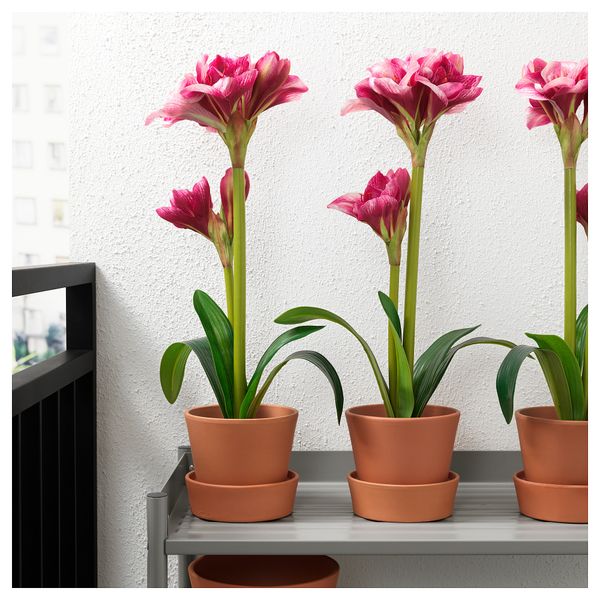 Искусственное растение в горшке ФЕЙКА, Амариллис розовый (12 см) - схема-чертеж с размерами