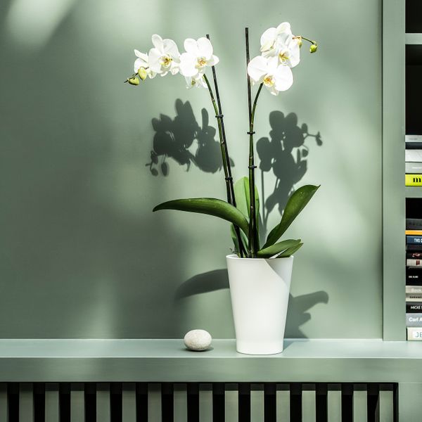 Растение в горшке, Орхидея/2 стебля 12 см IKEA PHALAENOPSIS ФАЛЕНОПСИС 802.634.03 - фото 3