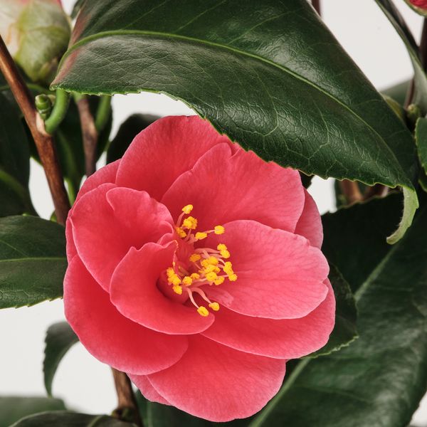 Растение в горшке, Камелия, 17 см IKEA CAMELLIA JAPONICA 505.923.87 - схема-чертеж с размерами