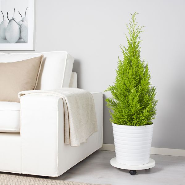 Растение в горшке, кипарис 24 см IKEA КИПАРИС КРУПНОПЛОДНЫЙ 503.926.75 - фото 3