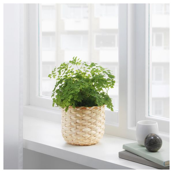 Кашпо КАФФЕБОНА, бамбук (12 см) - фото 2