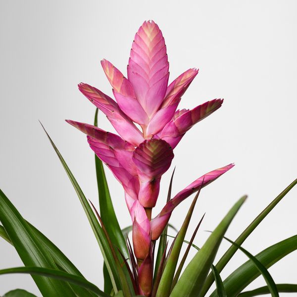 Растение в горшке, 12 см IKEA ТИЛЛАНДСИЯ 503.755.86 - схема-чертеж с размерами