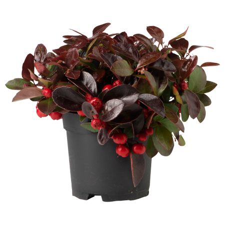 Растение в горшке GAULTHERIA PROCUMBENS, Гаультерия лежачая (9 см)