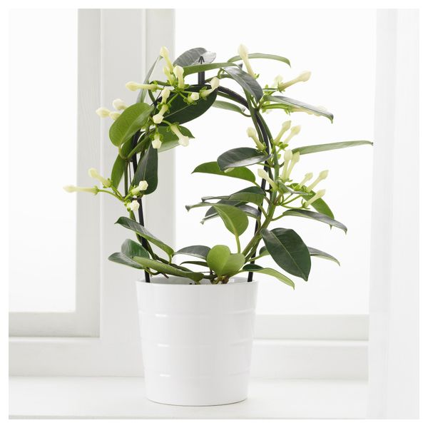 Растение в горшке STEPHANOTIS, мадагаскарский жасмин (12 см) - фото 2