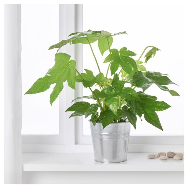 Растение в горшке ФАТСИЯ ЯПОНСКАЯ, Фатсия японская (17 см) - фото 2