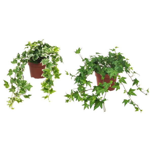 Растение в горшке, Плющ 13 см IKEA HEDERA HELIX ХЕДЕРА ХЕЛИКС 603.719.17 - фото 1