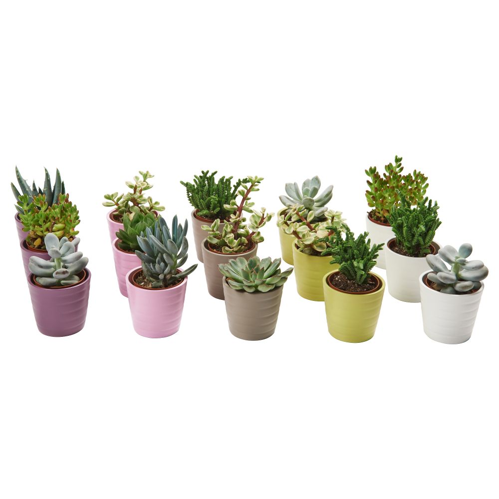 Комнатное растение в горшке SUCCULENT, различные растения (6 см) - схема-чертеж с размерами