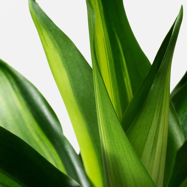 Растение в горшке 9 см IKEA ДРАЦЕНА 903.927.58 - фото 3