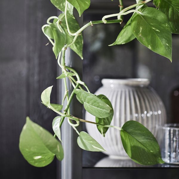 Растение в горшке, золотистый лотос 12 см IKEA EPIPREMNUM ЭПИПРЕМНУМ 505.007.74 - фото 4