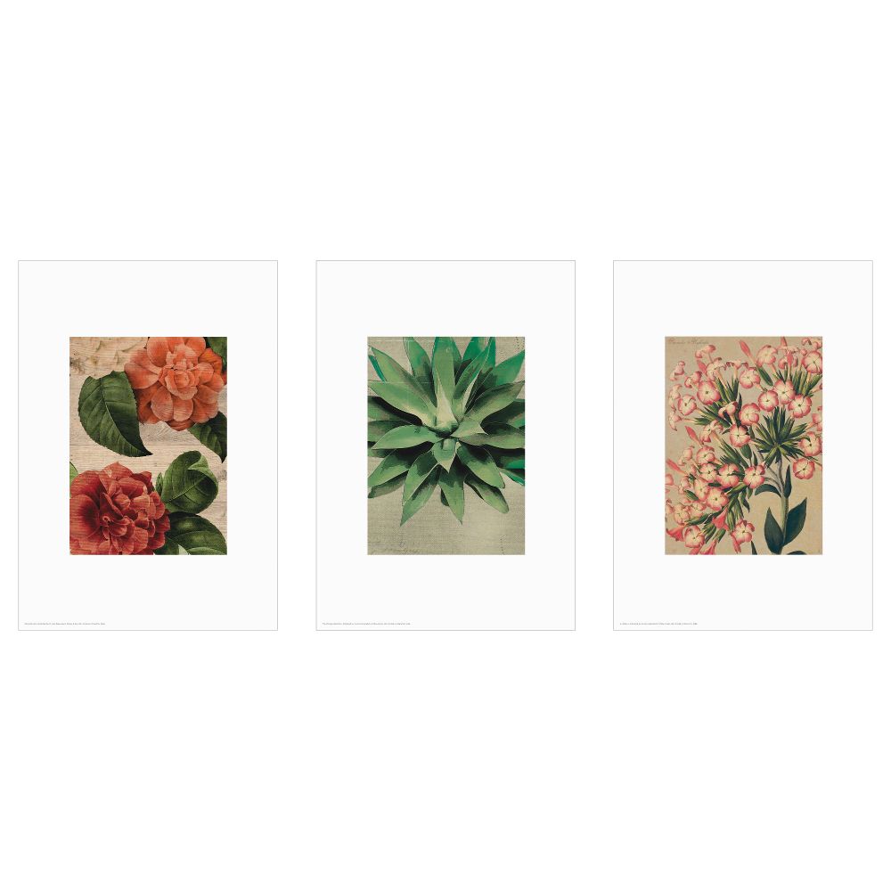 Набор постеров, 3 штуки ТРИЛЛИНГ, Цветы (21x30 см) - фото 1