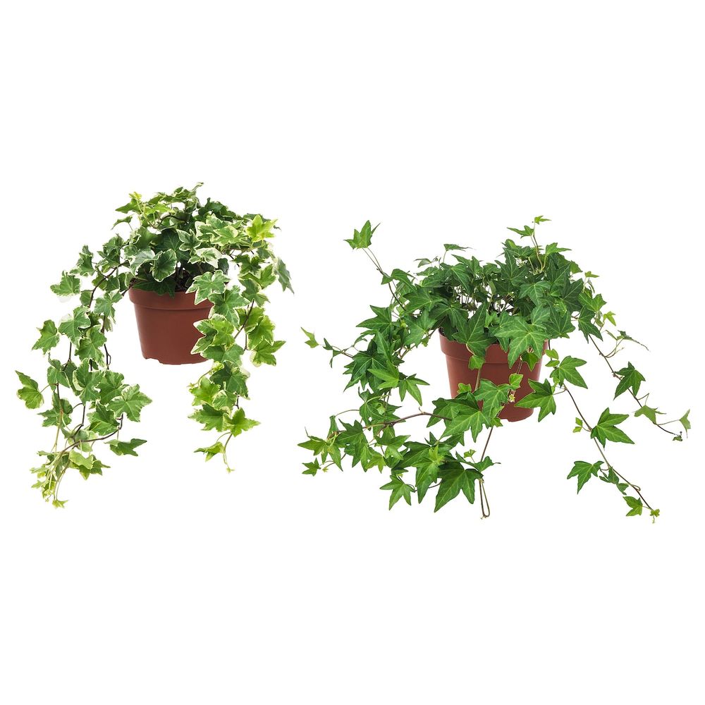 Растение в горшке, Плющ 13 см IKEA HEDERA HELIX ХЕДЕРА ХЕЛИКС 603.719.17 - фото 1