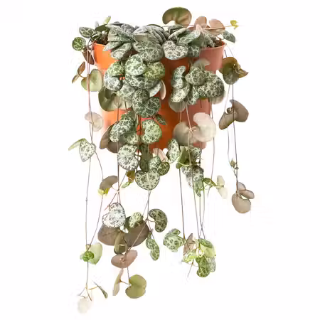 CEROPEGIA WOODII Растение в горшке - Церопегия Вуда 12 см