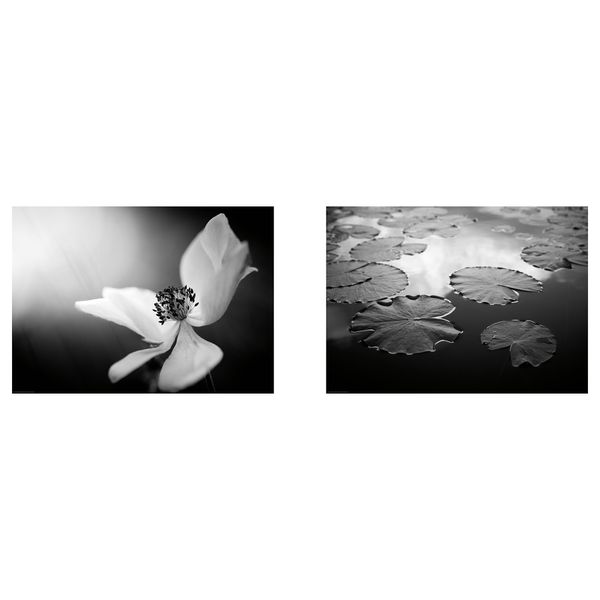 Постер, Лесная жизнь, 70x50 см IKEA DRÖMBILD ДРЁМБИЛЬД 304.418.51 - фото 2