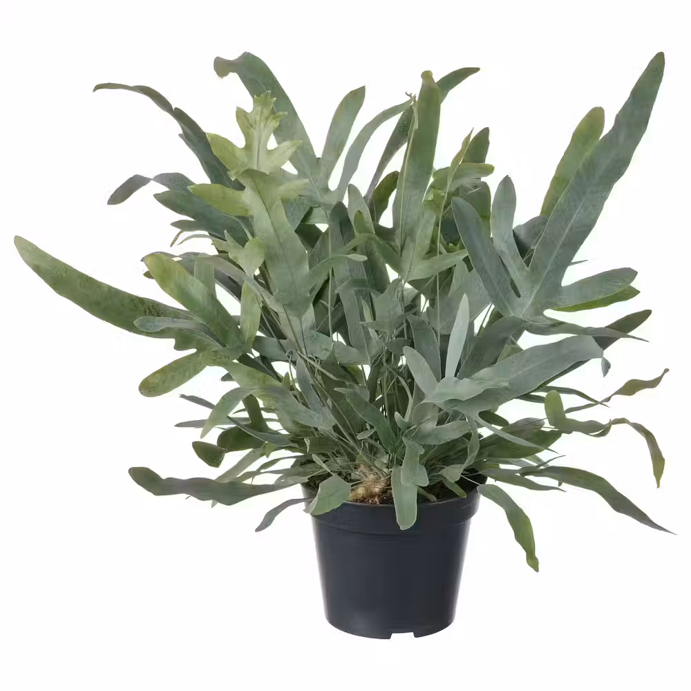 PHLEBODIUM AUREUM Растение в горшке - Флебодиум золотистый 14 см - фото 1