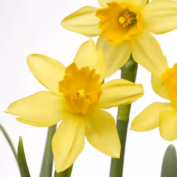 NARCISSUS Растение в горшке - различные растения/нарцисс 12 см - схема-чертеж с размерами