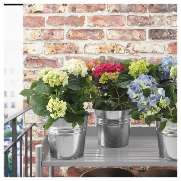 Растение в горшке HYDRANGEA, Гидрангея (15 см) - схема-чертеж с размерами