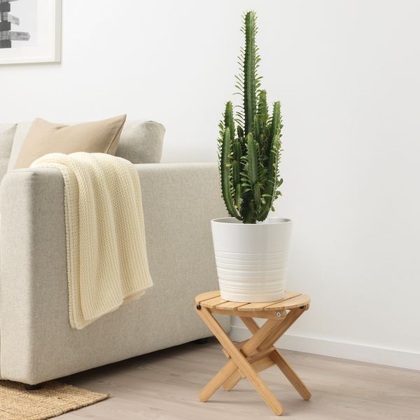 Растение в горшке 17 см IKEA ЭУФОРБИЯ 404.284.01 - фото 3