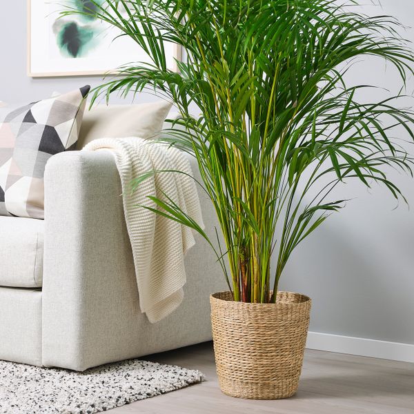 Кашпо, водоросли 24 см IKEA DJUNGELGURKA ДЬЮНГЕЛЬГУРКА 404.847.36 - фото 2