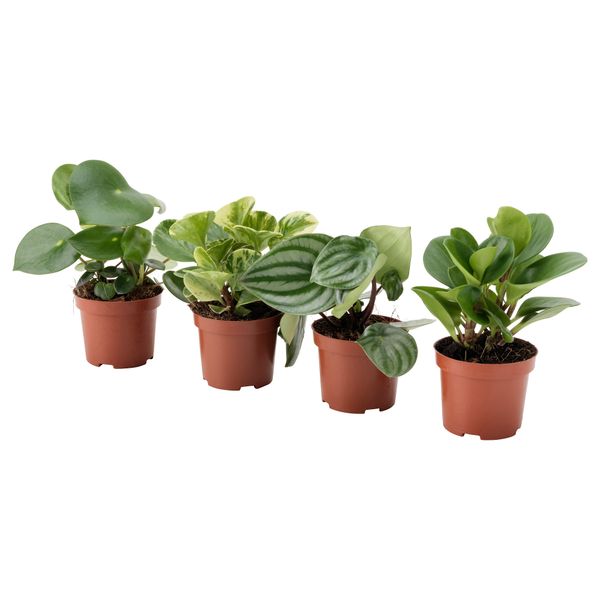 Растение в горшке ПЕПЕРОМИА, различные растения (9 см) - фото 1