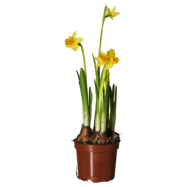 Растение в горшке NARCISSUS TETE A TETE, нарцисс (9 см) - схема-чертеж с размерами