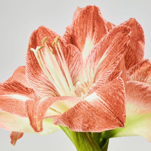 Растение в горшке IKEA HIPPEASTRUM 005.878.40 - схема-чертеж с размерами