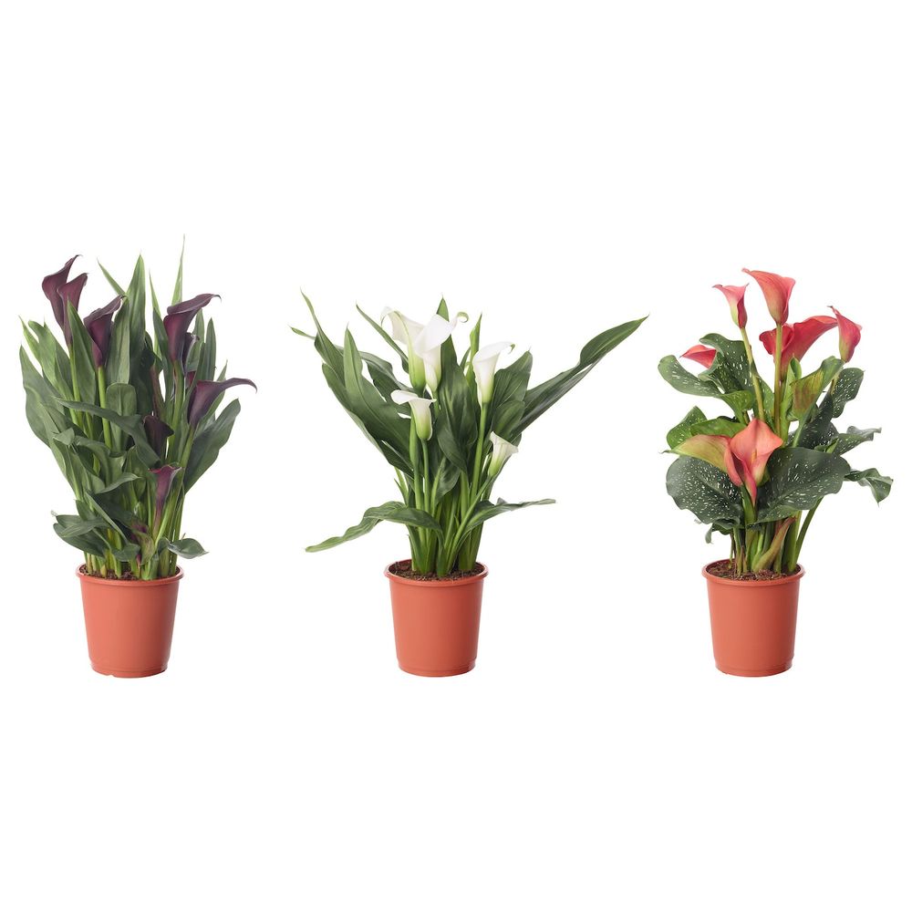 Растение в горшке, Зантедеския/различные растения 14 см IKEA ЗАНТЕДЕСКИЯ 503.927.84 - фото 1