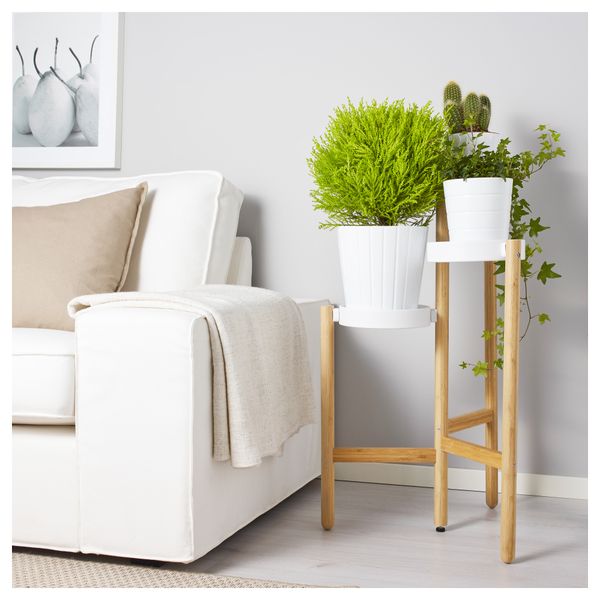 Растение в горшке CUPRESSUS MACROCARPA, кипарис, шар (17 см) - фото 3