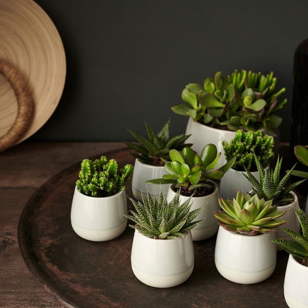 Комнатное растение в горшке, серый 6 см IKEA SUCCULENT СУККУЛЕНТЫ 503.719.08 - фото 2