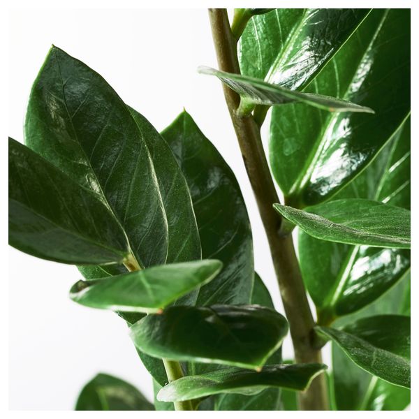 Растение в горшке ZAMIOCULCAS, Замиокулкас (17 см) - схема-чертеж с размерами