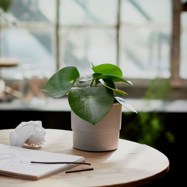 Кашпо, для дома, улицы серый 12 см IKEA NYPON НИПОН 703.956.11 - фото 2