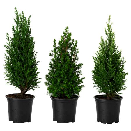 Растение в горшке CHAMAECYPARIS, Кипарисовик различные растения (10.5 см)