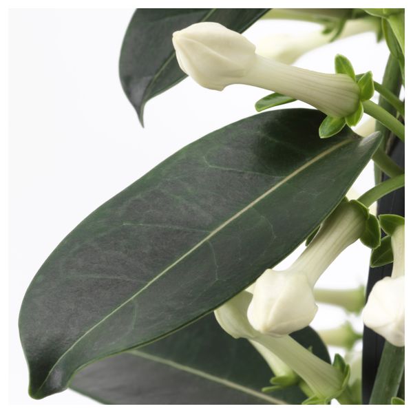 Растение в горшке STEPHANOTIS, мадагаскарский жасмин (12 см) - схема-чертеж с размерами