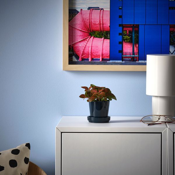 Растение в горшке, различные растения фиттония, 8.5 см IKEA FITTONIA 005.986.93 - фото 3