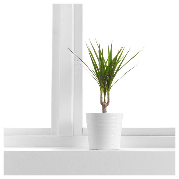 Растение в горшке DRACAENA МARGINATA, Драцена окаймленная, 1 стебель (10.5 см) - фото 2