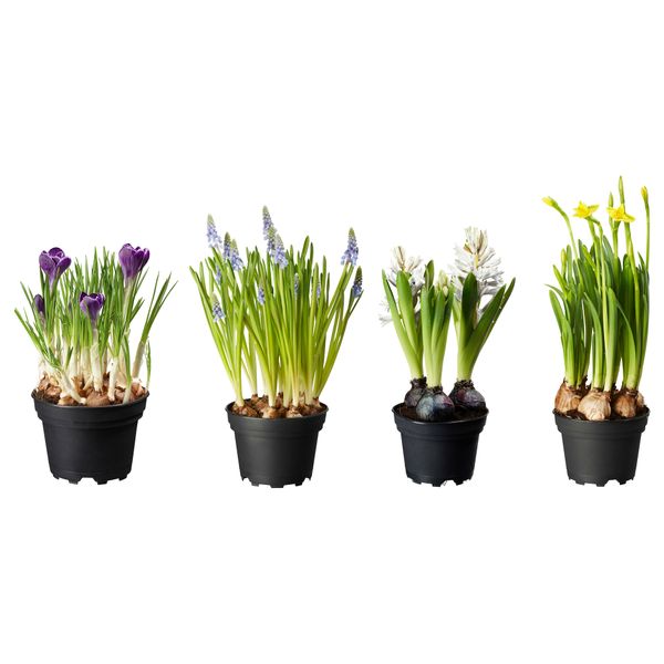 Растение в горшке ЛЁКАРИД, различные растения (12 см) - фото 2