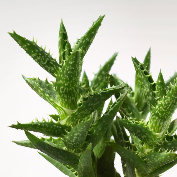 Растение в горшке, различные растения 9 см IKEA SUCCULENT СУККУЛЕНТЫ 103.719.67 - фото 6