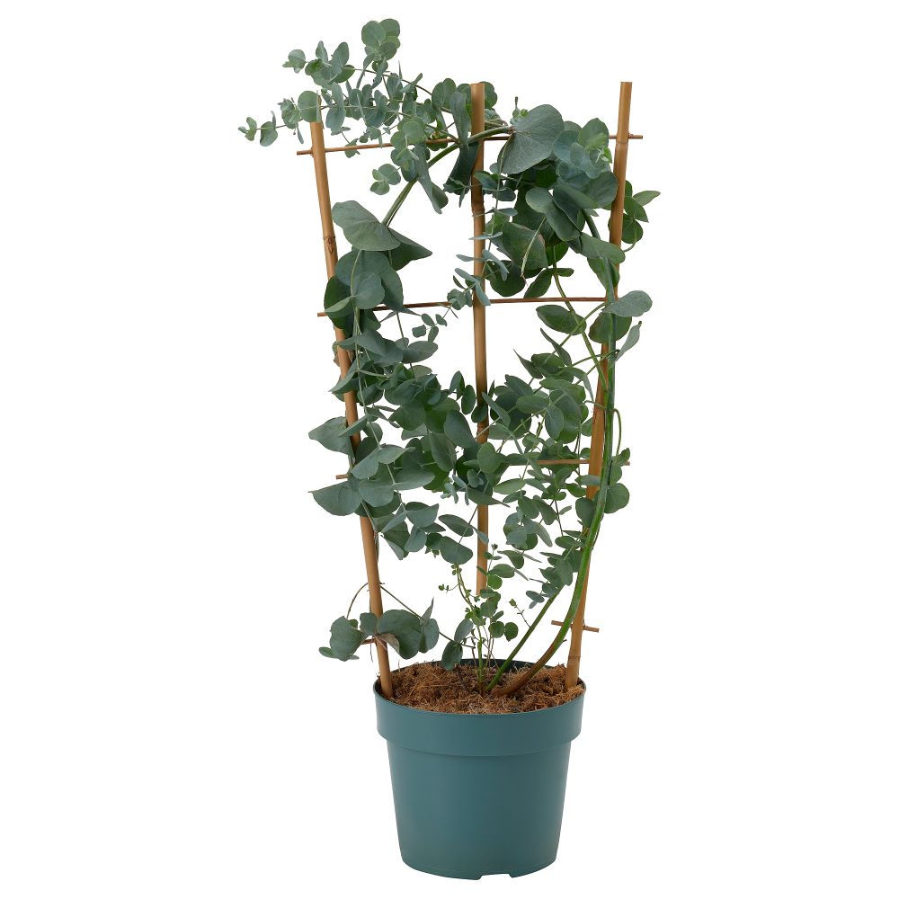 Растение в горшке, эвкалипт, 17 см IKEA EUCALYPTUS 806.041.38 - фото 1