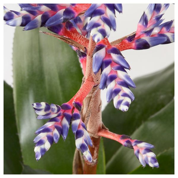 Растение в горшке ЭХМЕЯ (15 см) - схема-чертеж с размерами