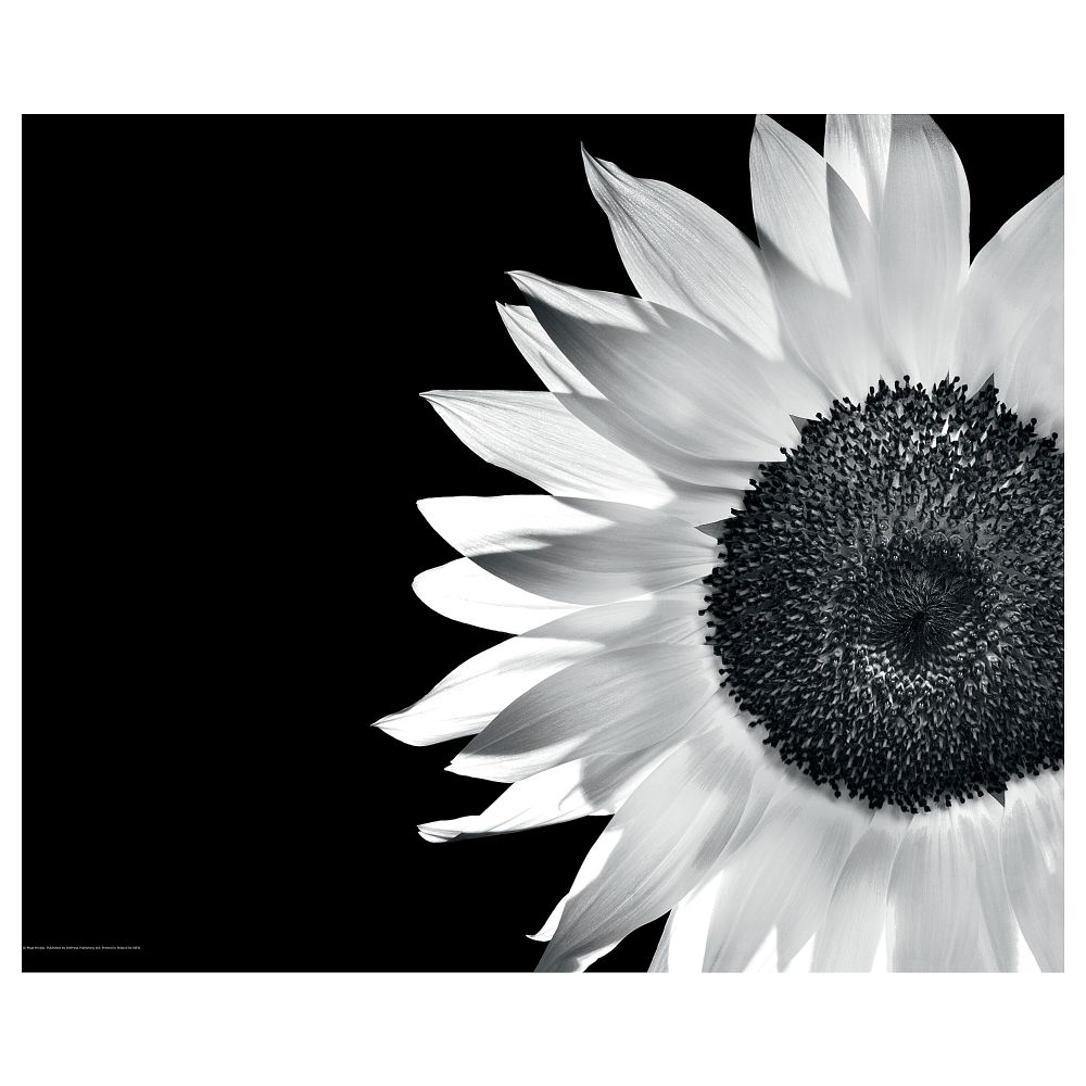 Постер, 40x50 см, Подсолнух IKEA DRÖMBILD ДРЁМБИЛЬД 004.359.84 - фото 1