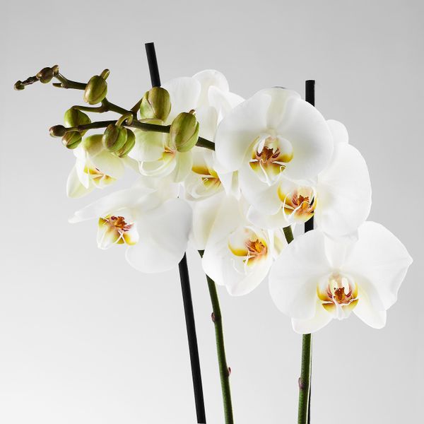 Растение в горшке, Орхидея/2 стебля 12 см IKEA PHALAENOPSIS ФАЛЕНОПСИС 802.634.03 - фото 8