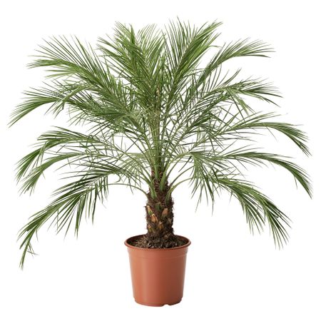 Растение в горшке PHOENIX ROEBELENII, Финик Робелена (24 см)