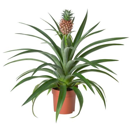 Растение в горшке, Ананас 12 см IKEA ANANAS АНАНАС 905.007.72