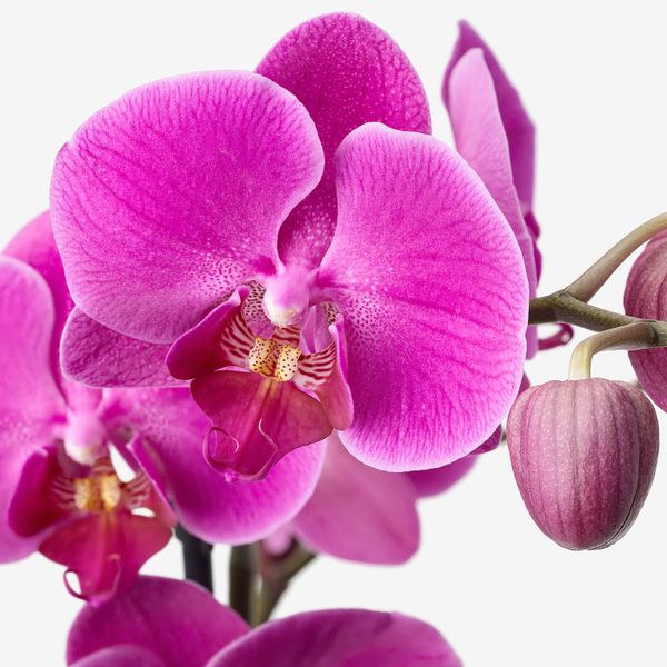 Растение в горшке, Орхидея/1 стебель 12 см IKEA PHALAENOPSIS ФАЛЕНОПСИС 104.448.98 - фото 3