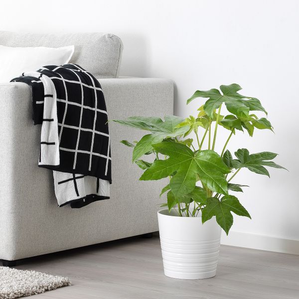 Растение в горшке, Фатсия японская 17 см IKEA ФАТСИЯ ЯПОНСКАЯ 405.158.51 - фото 3