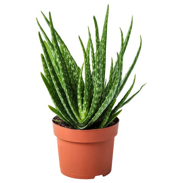 Растение в горшке, Алоэ 12 см IKEA ALOE VERA АЛОЭ ВЕРА 903.719.11 - фото 1