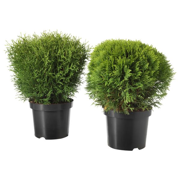 Растение в горшке ТУЯ, Thuja различные растения (26 см) - фото 1