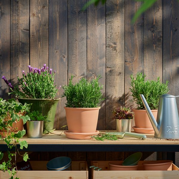 Растение в горшке IKEA ROSMARINUS OFFICINALIS 805.982.36 - фото 3