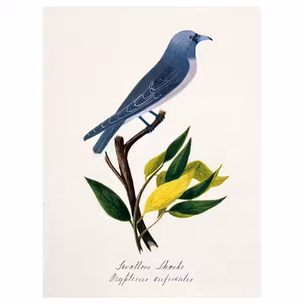 PJÄTTERYD Картина - птица синий 30x40 см - фото 1